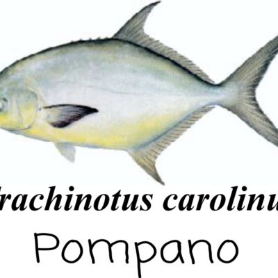 Pompano Thumbnail