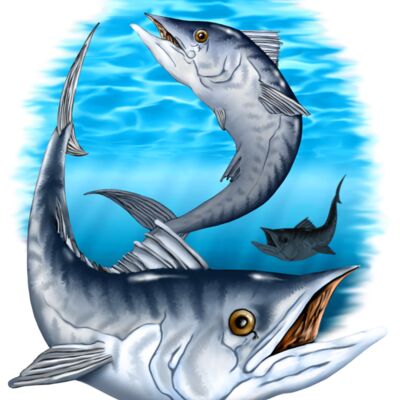 King Mackeral Thumbnail