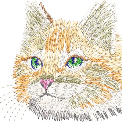 Cat head, kitten Thumbnail